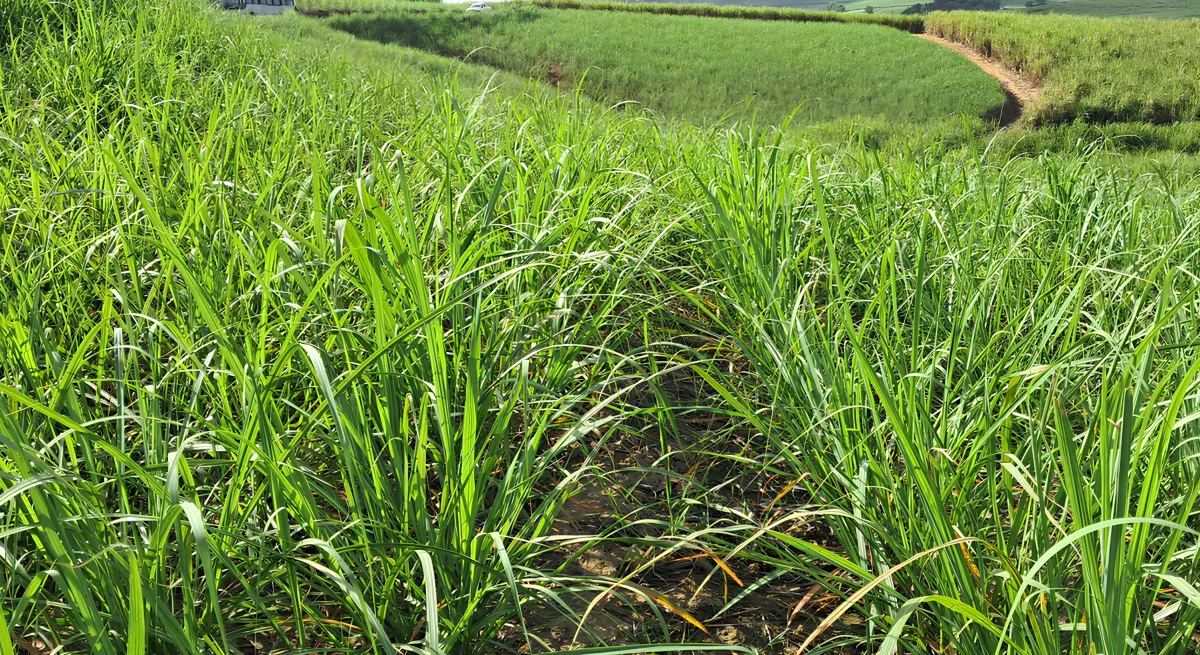Mercado do açúcar em alta impulsiona manejo do canavial