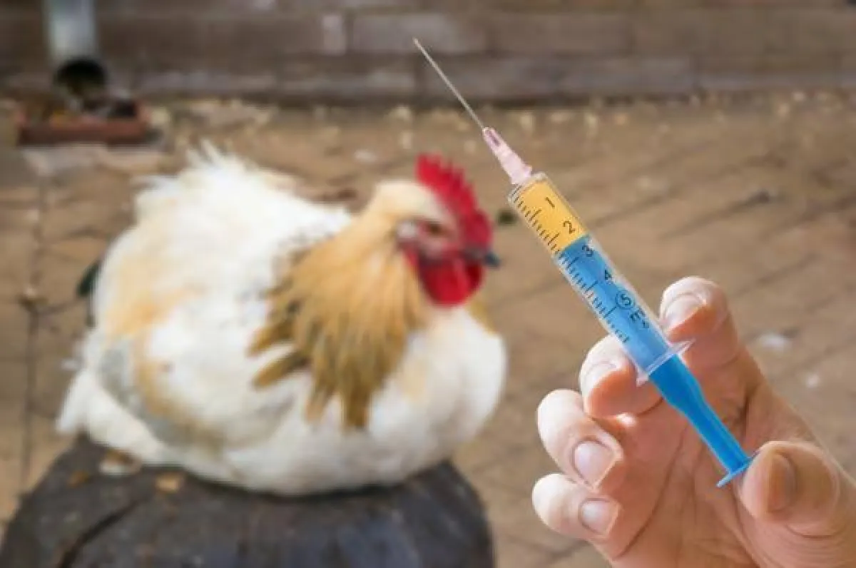 AGA tranquiliza setor sobre bronquite infecciosa aviária em Goiás
