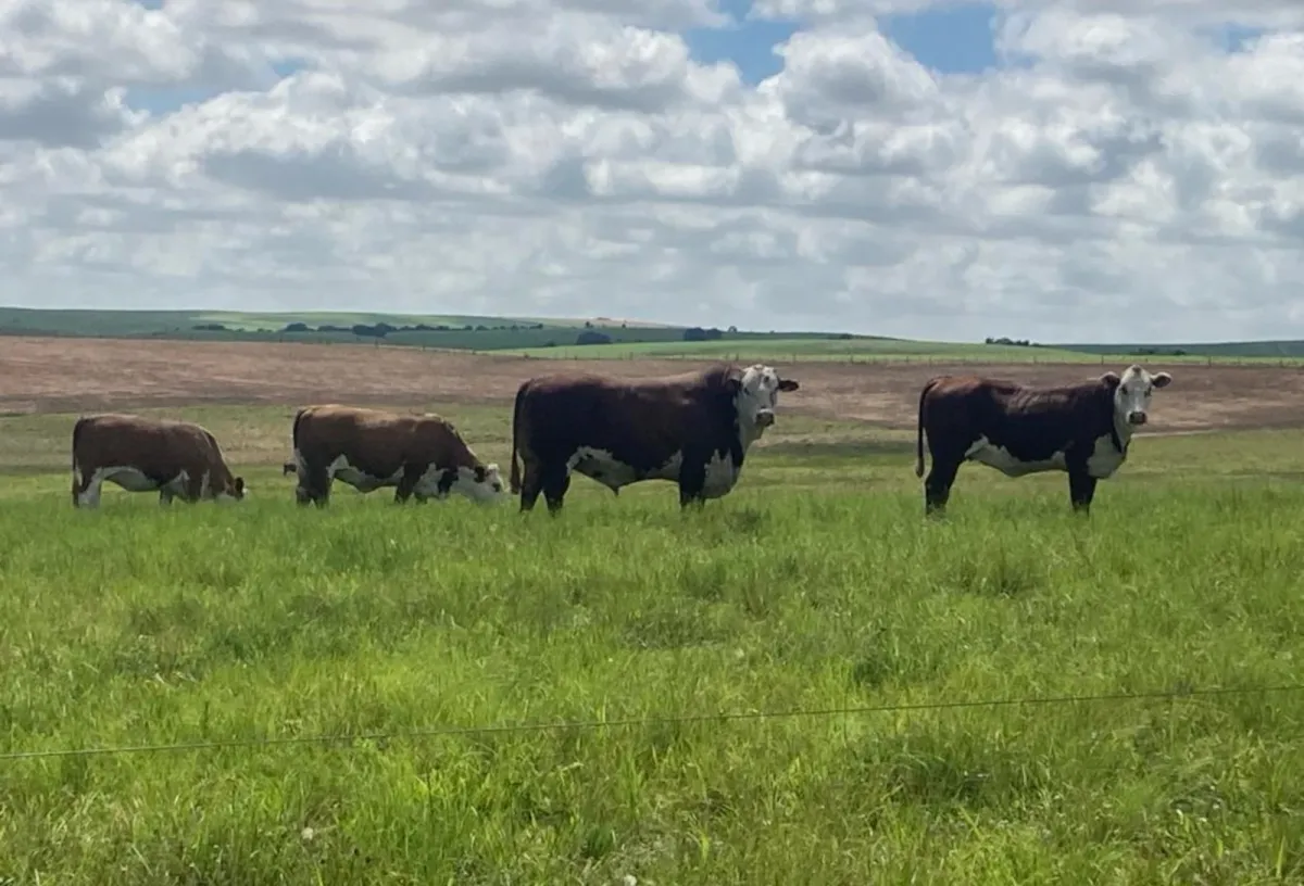 Engorda intensiva a pasto reduz custo para até R$ 9 por dia
