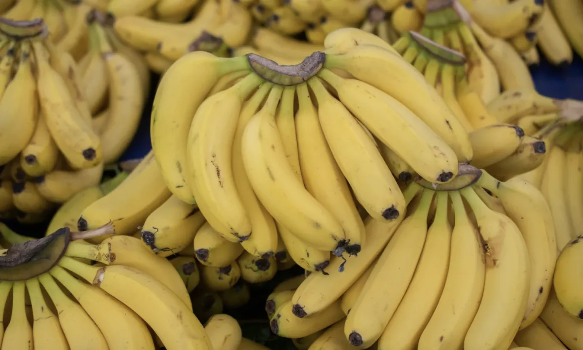 Menor oferta de banana prata puxa cotações para cima na Bahia