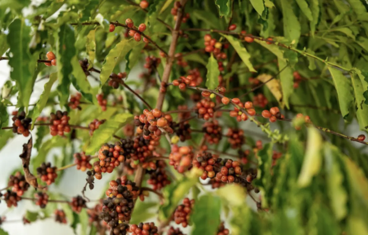 Produção de café avança em MT com margem de 73% na safra