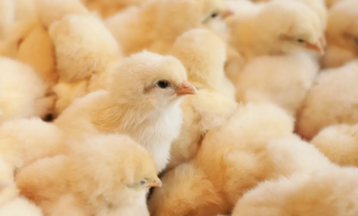 Sudão abre mercado para carnes e genética animal do Brasil