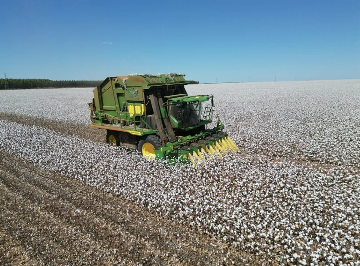Produção de algodão recua quase 7% em Mato Grosso em 2026
