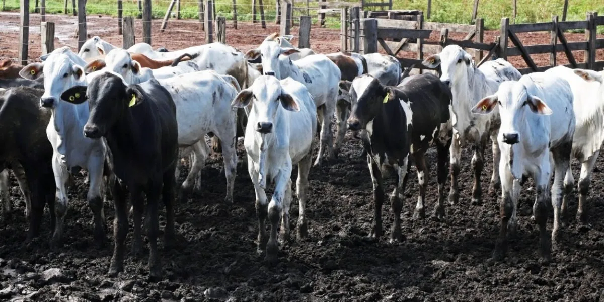 Bovinocultura Sustentável eleva produtividade em Goiás