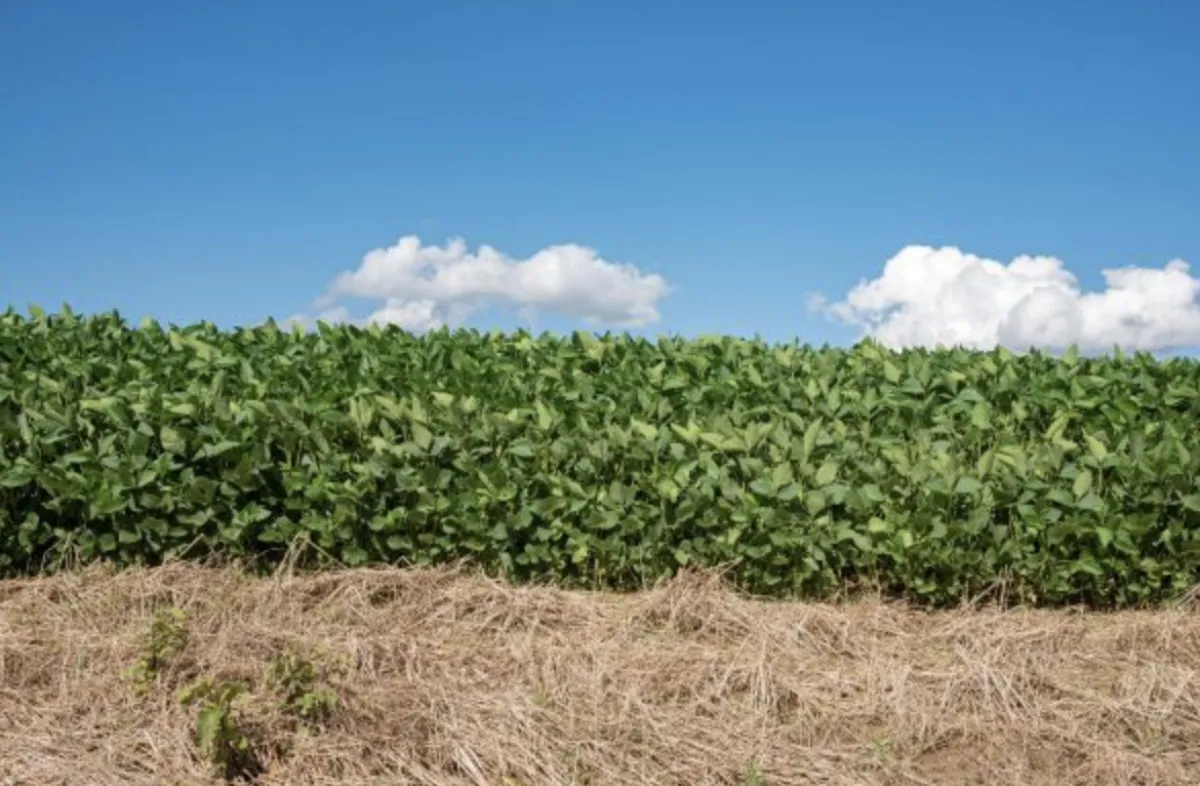 Plantio antecipado da soja alcança 20 mil hectares no RS