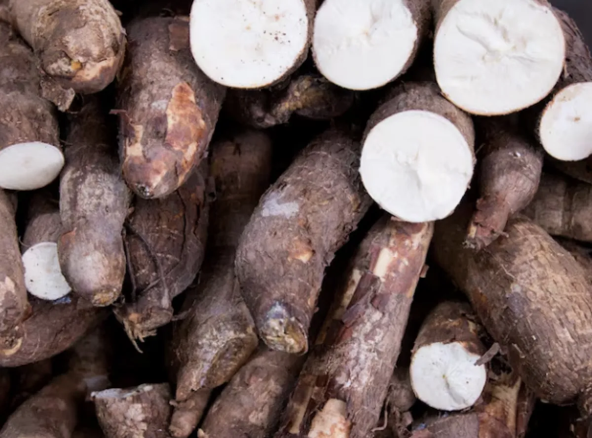 Chuvas afetam moagem de mandioca e sustentam cotações