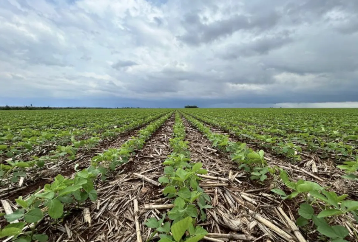 Crédito rural cai 20% e custo da soja passa de R$ 5 mil em MS