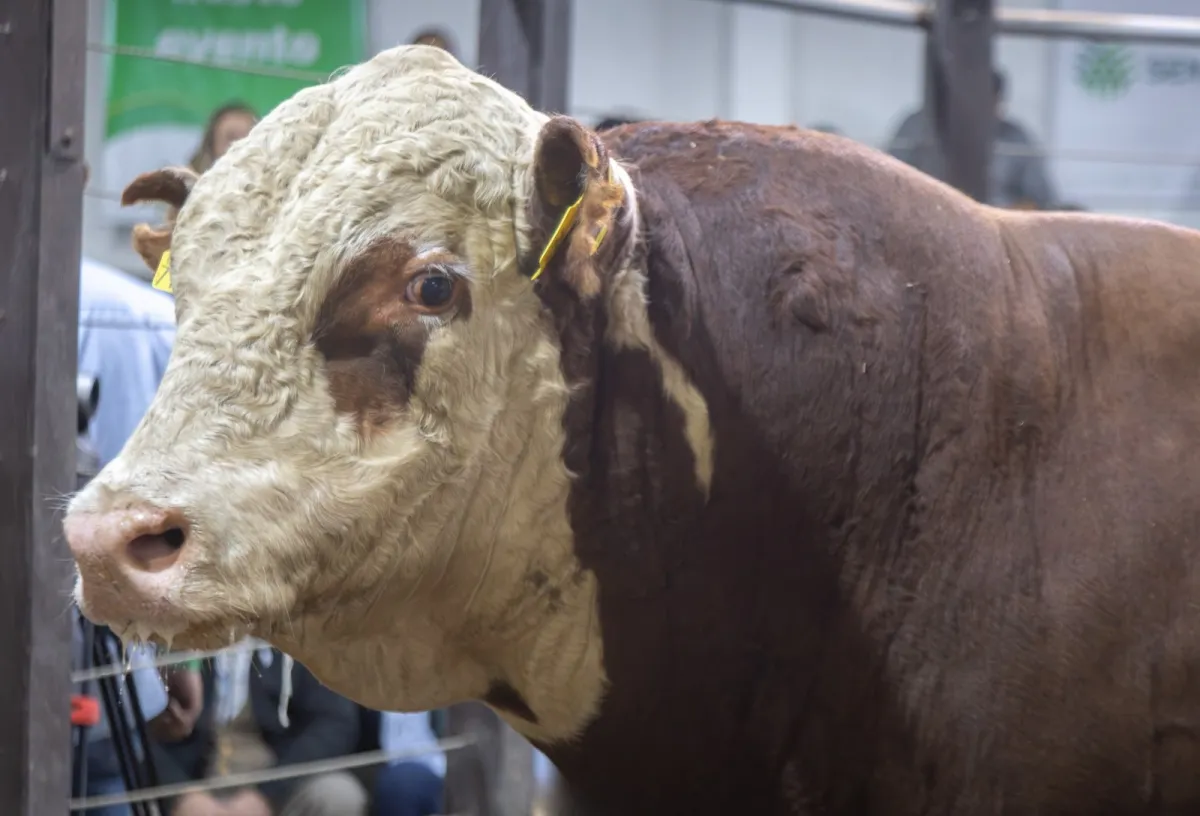 Touro Hereford atinge R$ 186 mil em leilão na Farm Show
