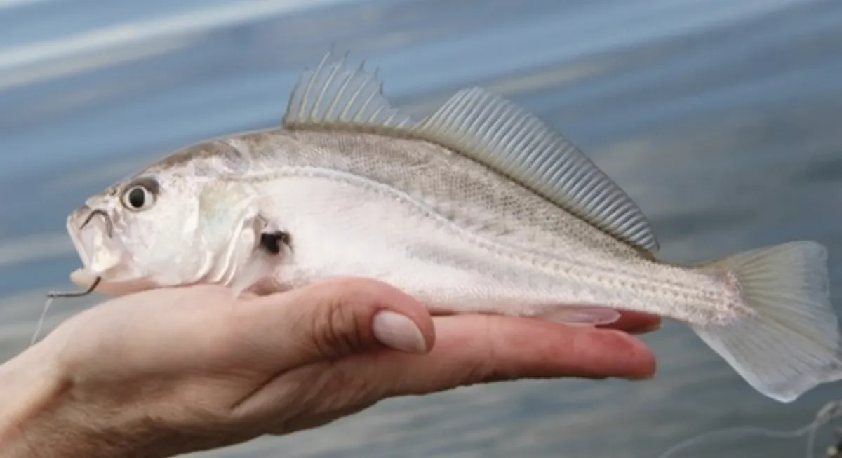 Instituto de Pesca avalia biologia da corvina em represa de SP