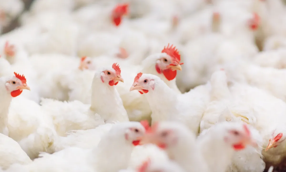 Mercado de carne de frango segue estável após casos de Newcastle