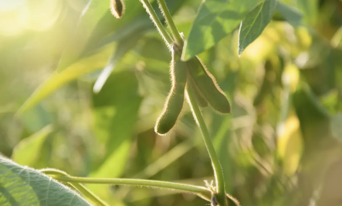 Puxada pelo cultivo no oeste baiano, soja registra expansão no Nordeste