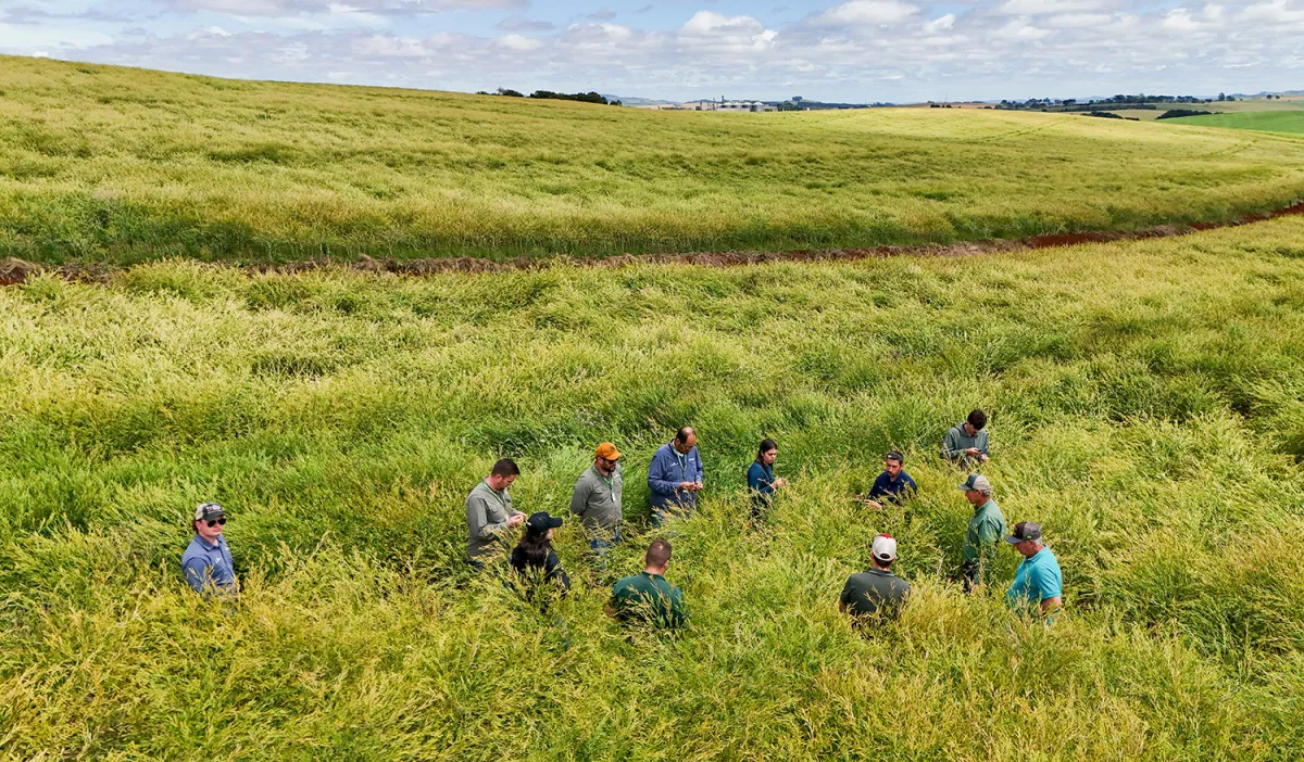 Copercampos e Nufarm promovem Tour Carinata em Campos Novos