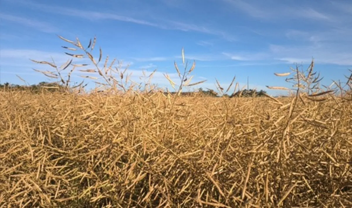 Colheita da canola avança sob clima adverso no RS