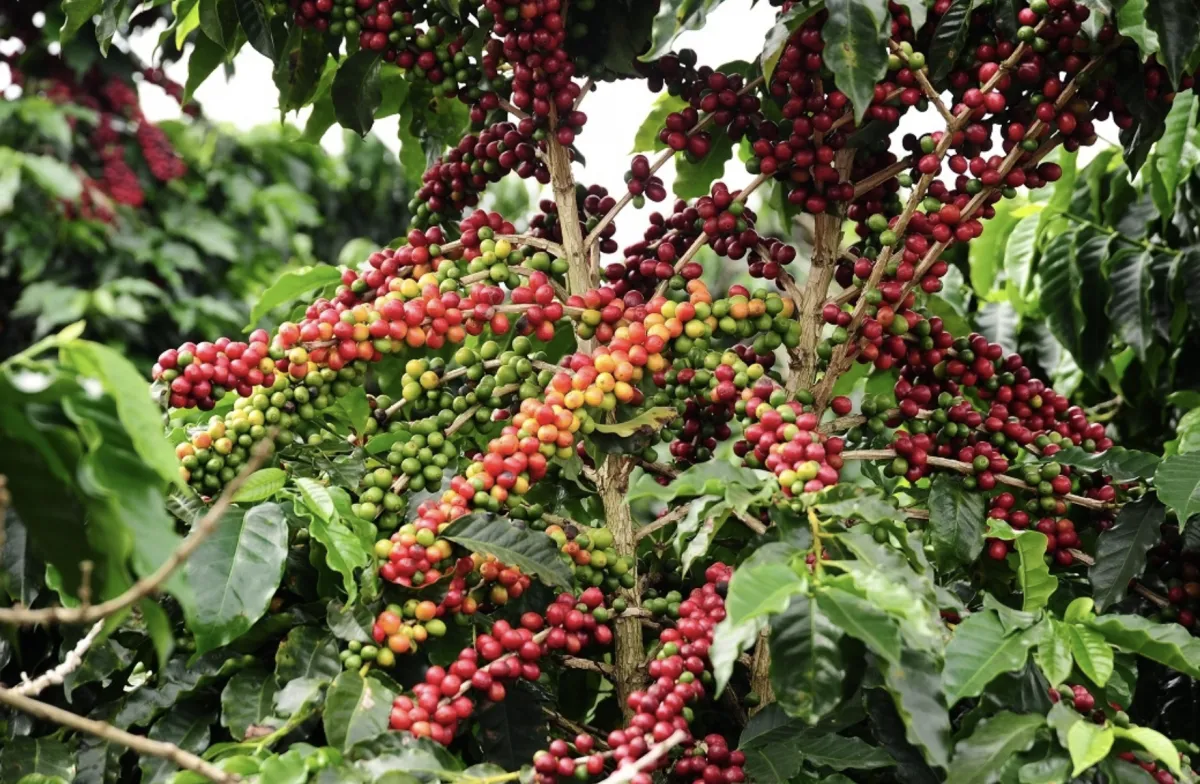 Circuito de Cafeicultura reúne produtores no Sul de Minas