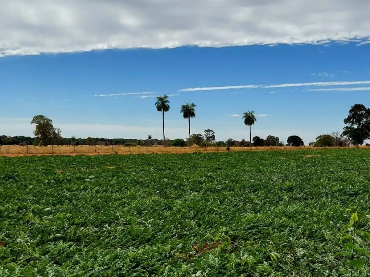 Goiás amplia exportação de frutas com habilitação de Britânia