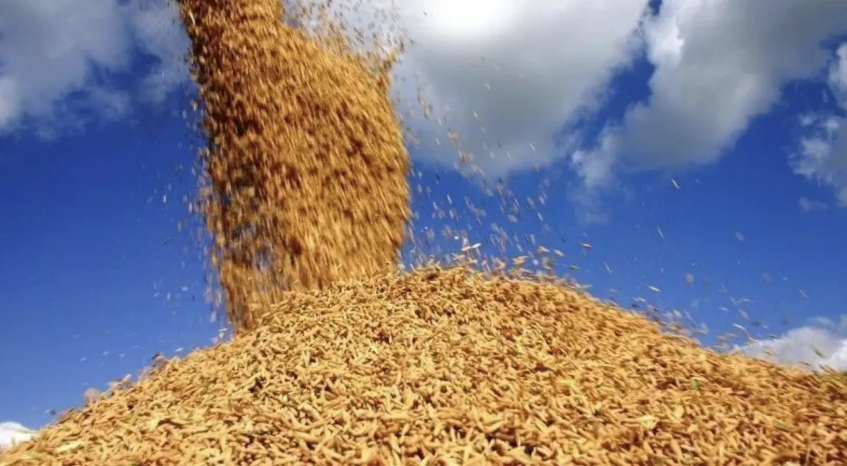 Exportação de arroz cresce 3,3% no 3º tri e fatura US$ 121 mi