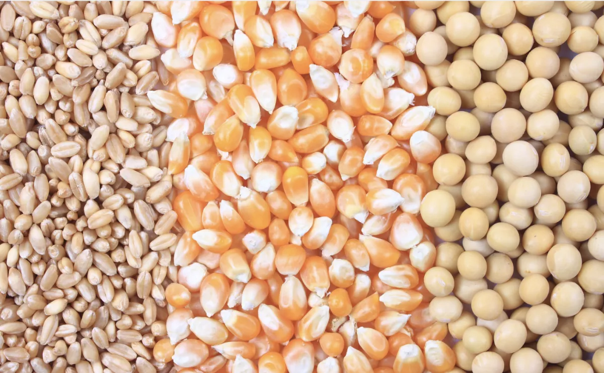 Oferta global de grãos tem ajustes do USDA em outubro
