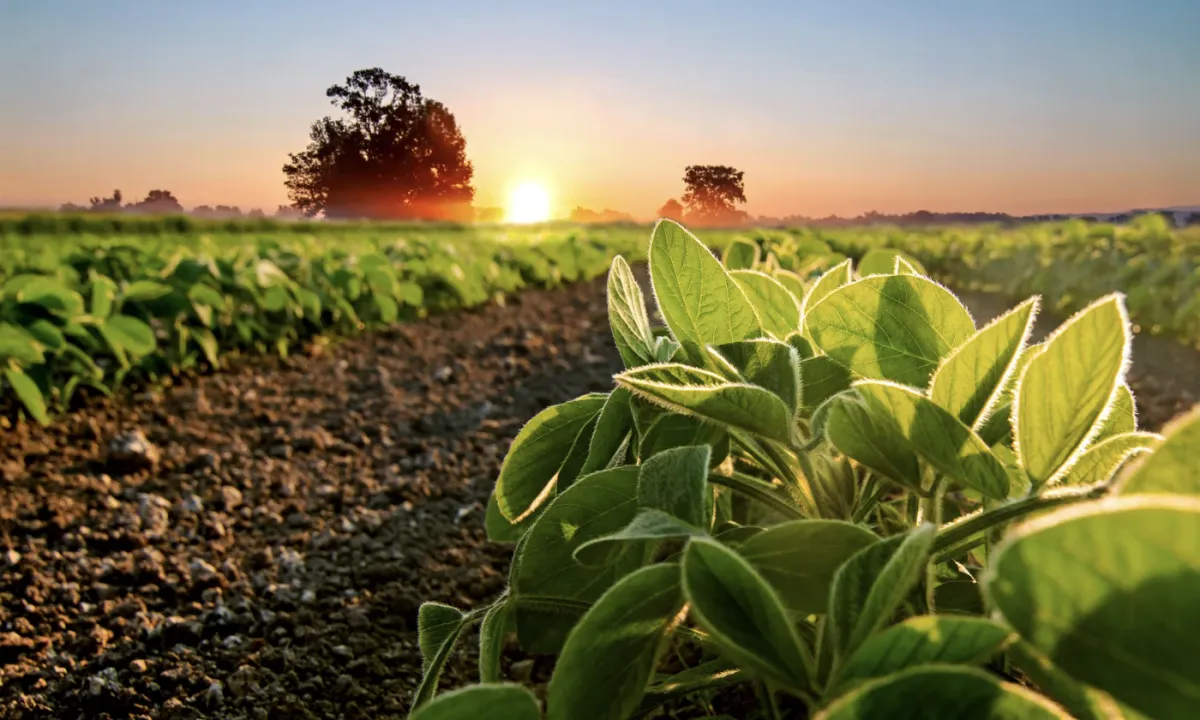 El Niño e geopolítica desafiam margens do agro