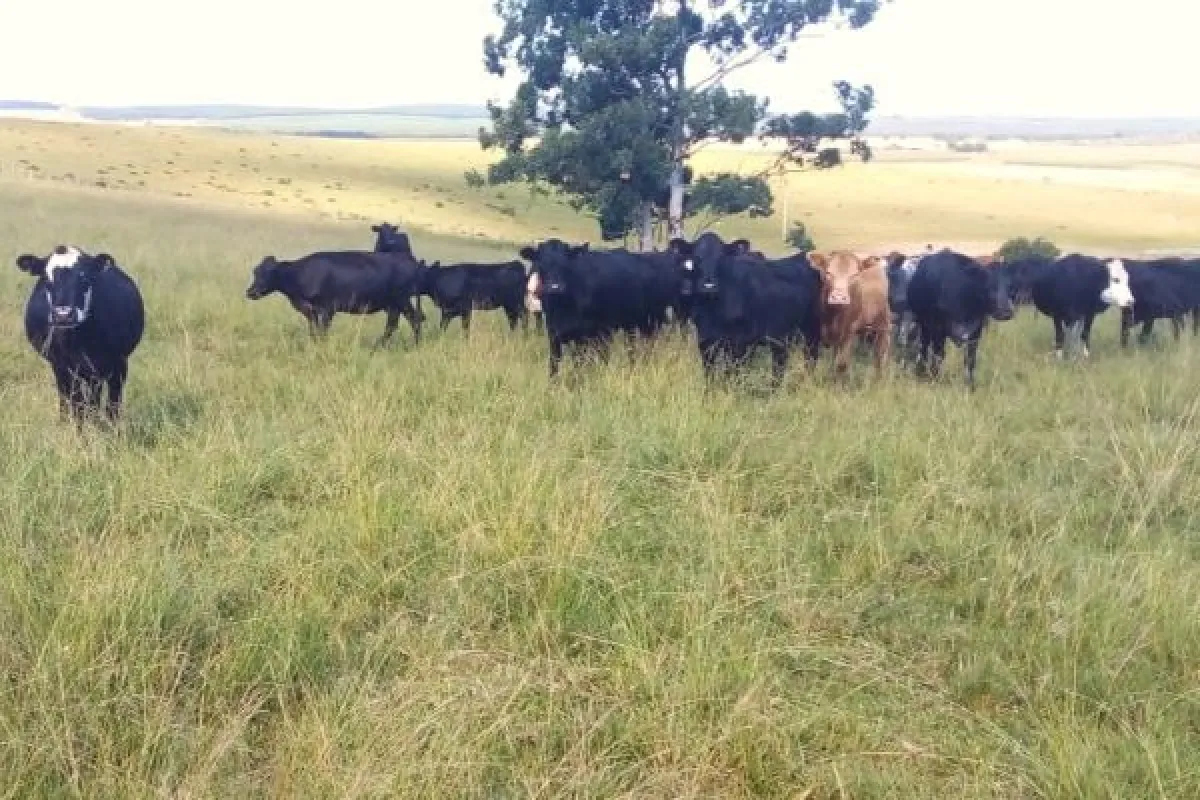 Pecuária familiar preserva o Pampa e gera renda no RS