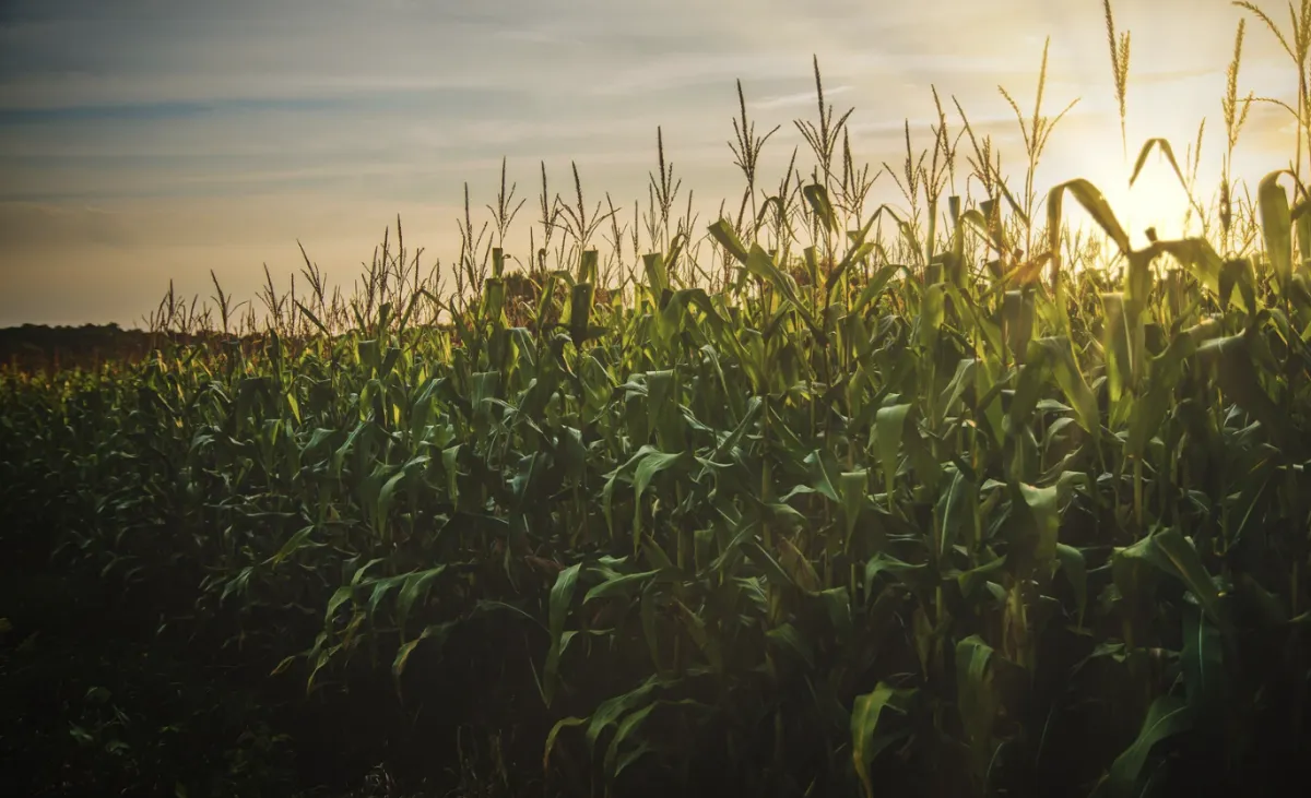 Arrecadação do agro supera R$ 1 trilhão em 2025