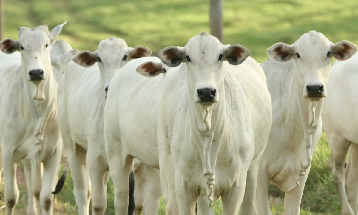 Alta do boi gordo reduz diferença para a carne no atacado