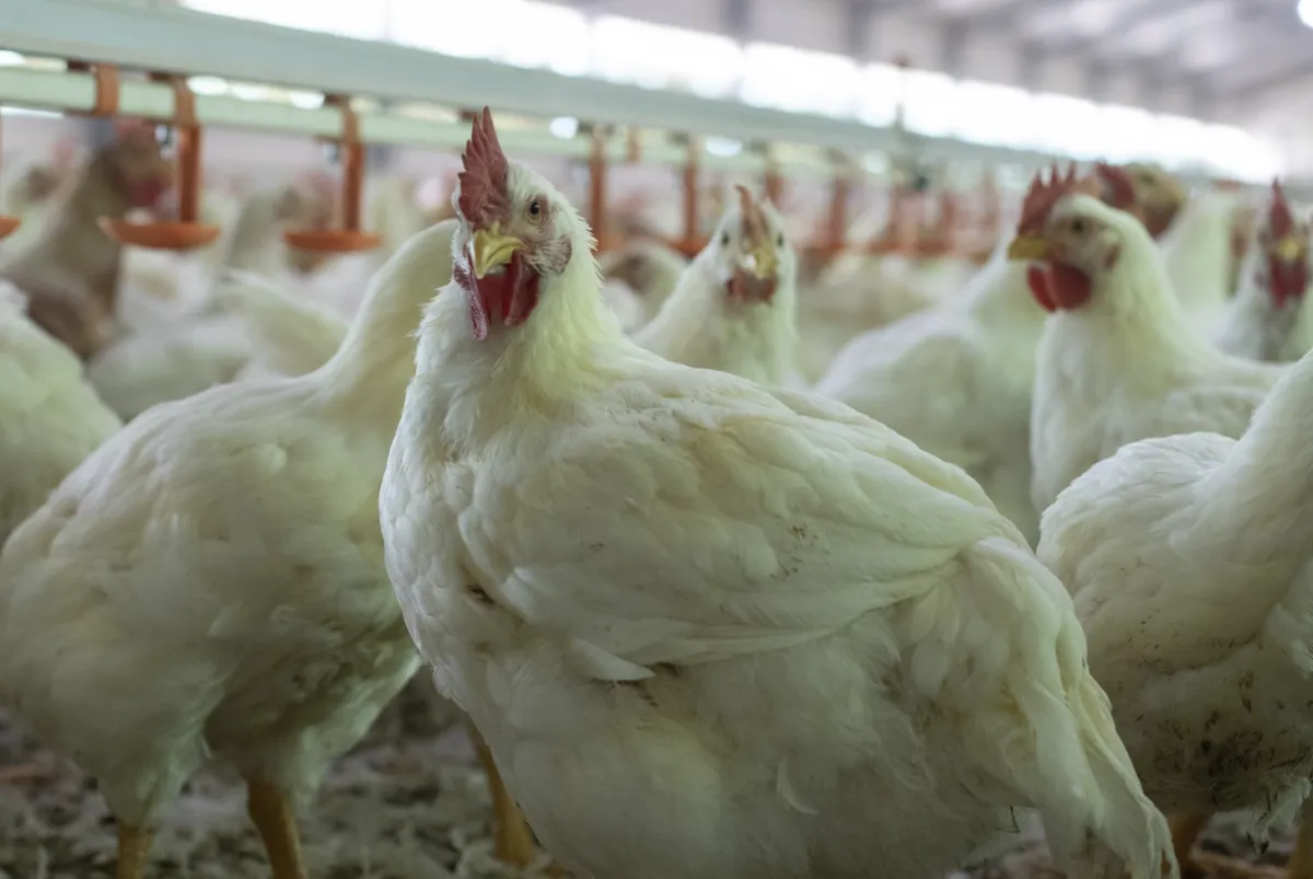 Com foco em SC, Mato Grosso blinda granjas contra Newcastle