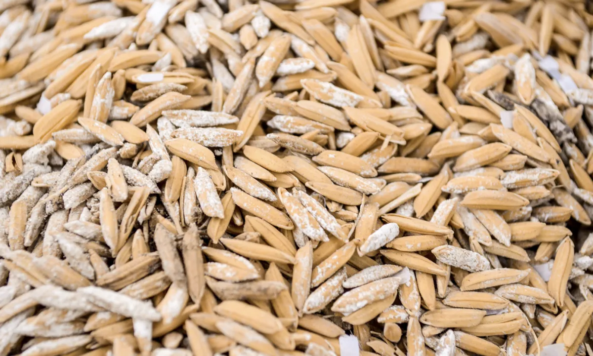 Mercado do arroz perde ritmo no início de outubro no RS