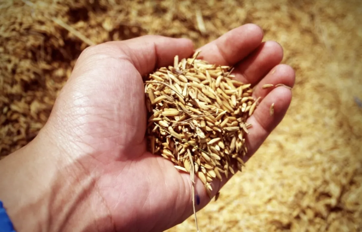 Licenciamento do arroz ameaça produção em Santa Catarina