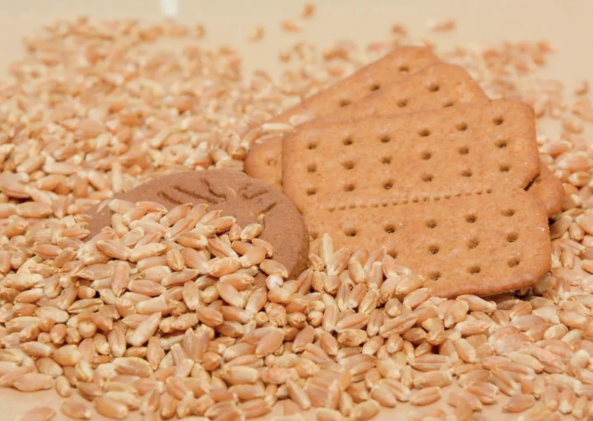 Triticale no Cerrado abre mercado na indústria de alimentos