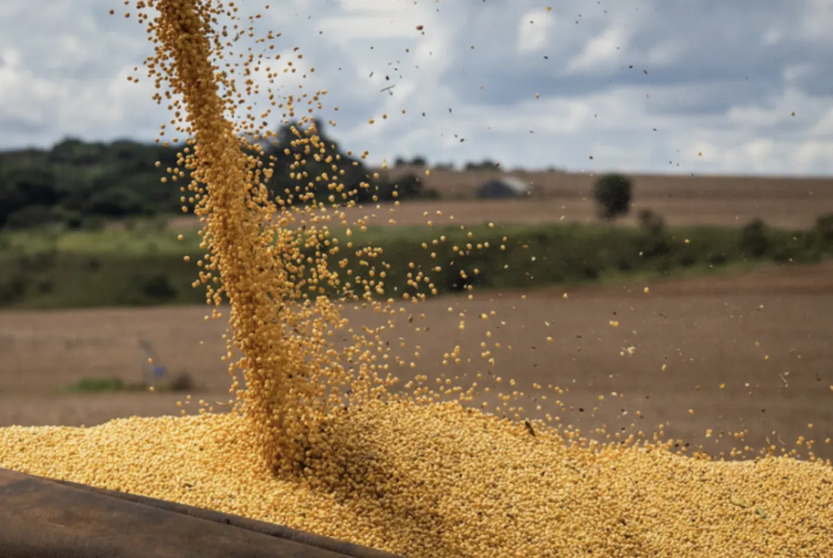 Mato Grosso semeia 10,2% da soja com atraso devido ao clima