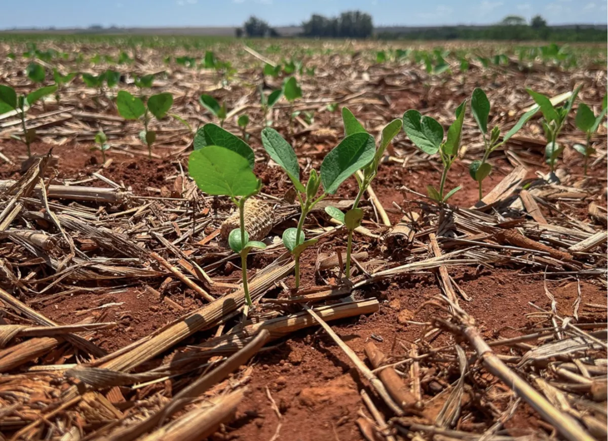 Plantio da soja atinge 75,8% em MT e destrava janela da safrinha