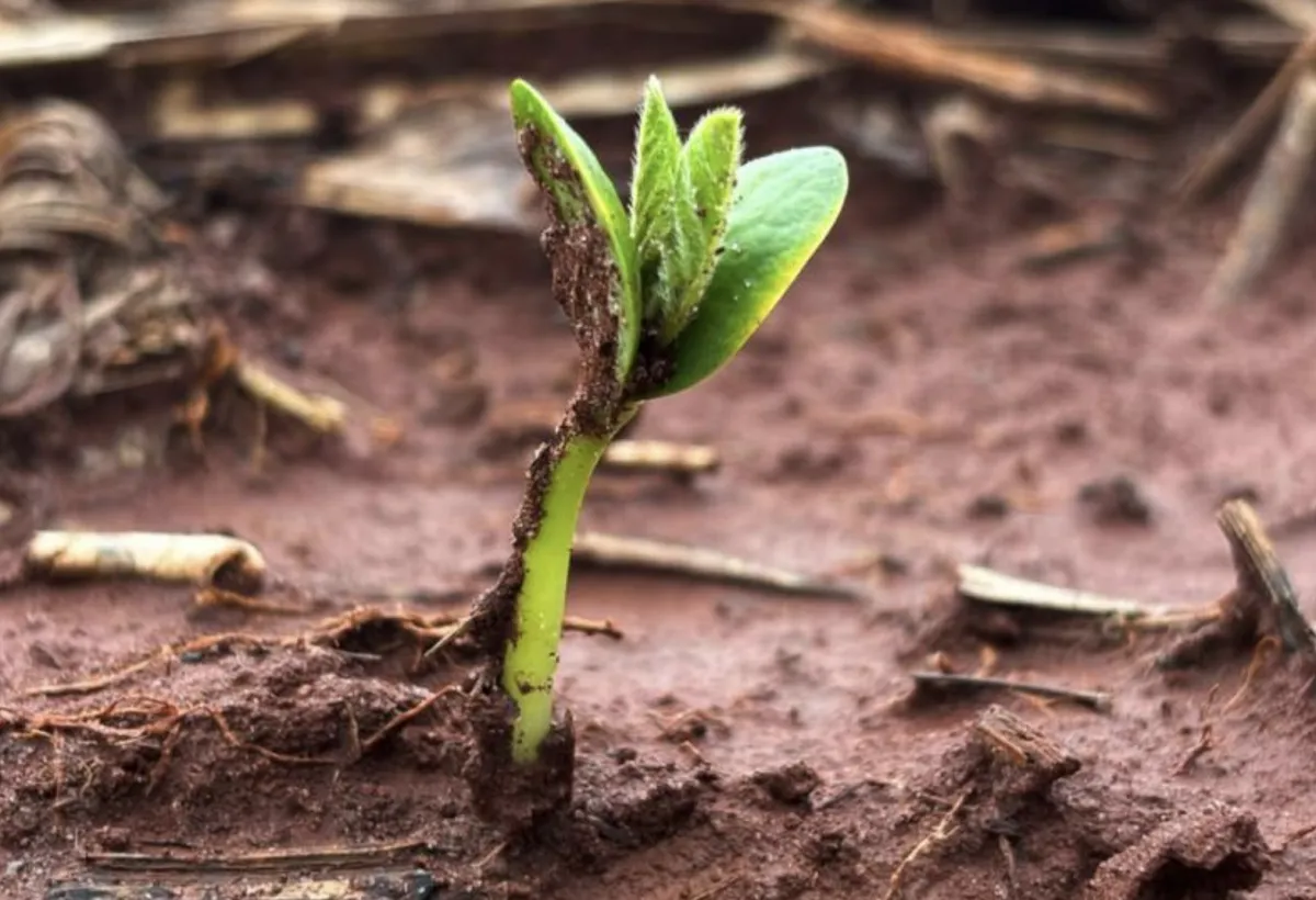 Plantio da soja atinge 26,6% em MS com alerta para chuvas