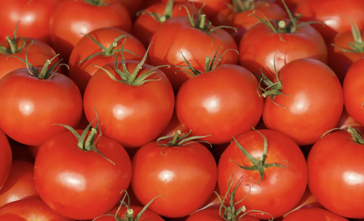 Tomate lidera altas no campo em SP com valorização de 61%