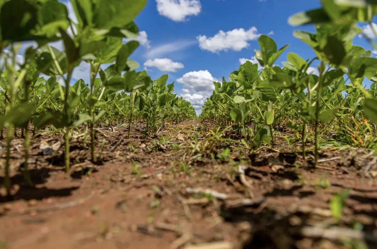 Manejo integrado protege a palhada e reduz plantas daninhas
