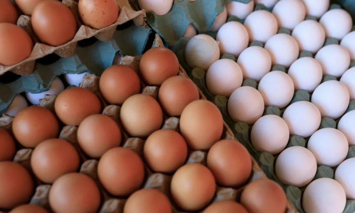 Produção de ovos deve alcançar recorde de 64,8 bi em 2026