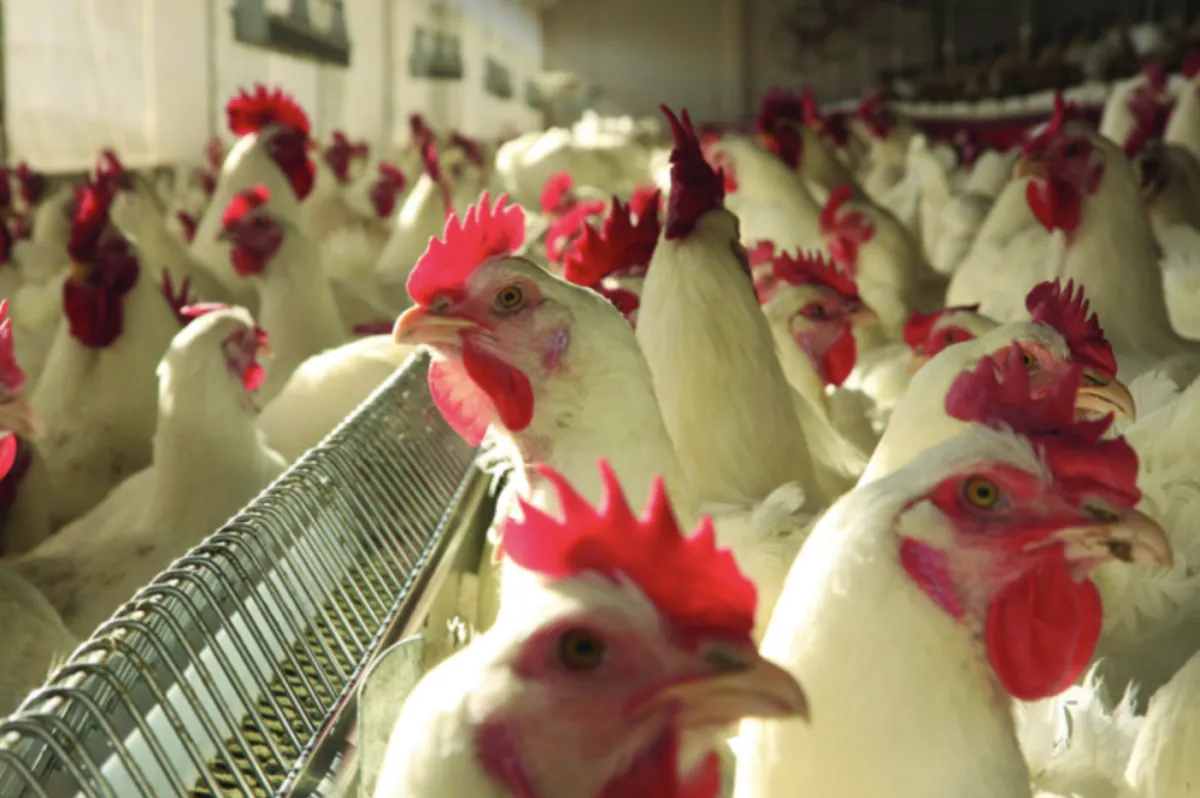 Exportação de frango de MT sobe 24% e atinge maior marca