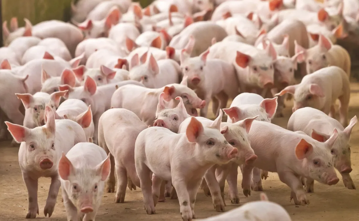 Poder de compra do suinocultor paulista sobe em outubro