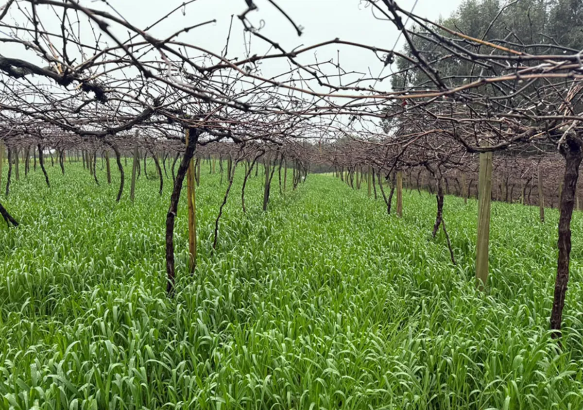 Pesquisa indica aveia-preta para conter cobre em vinhedos