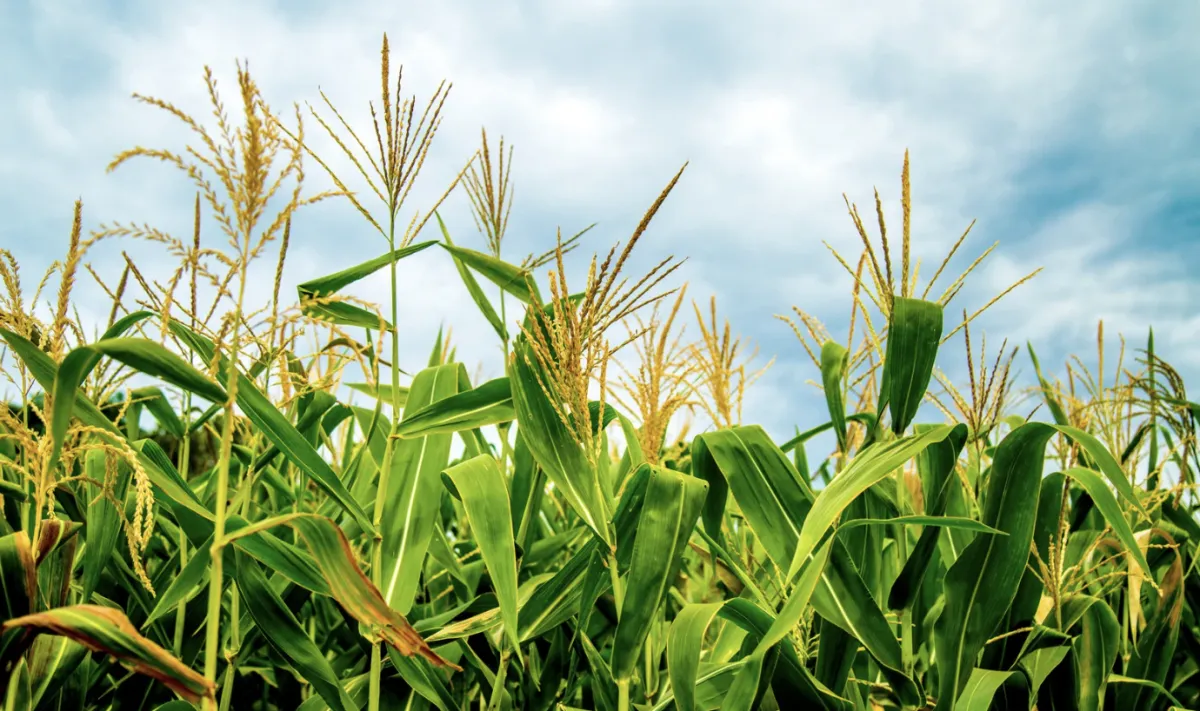 Novo marco do Seguro Rural vira lei e traz fundo catástrofe
