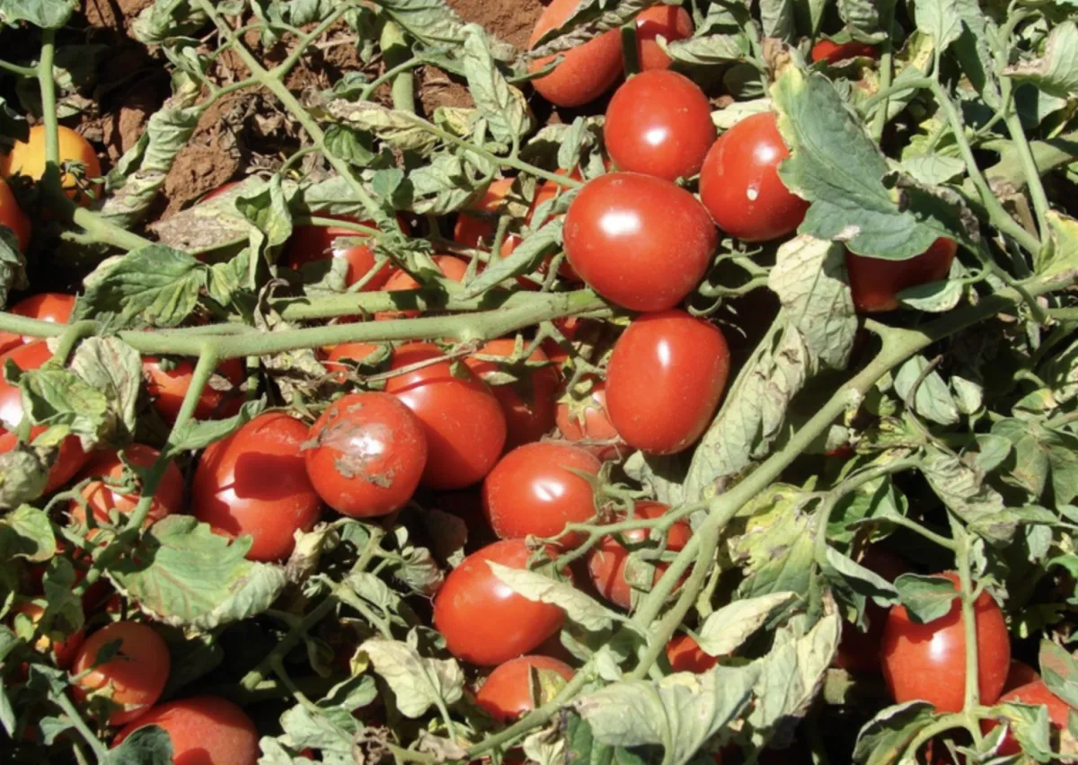 Tomate para indústria ganha zoneamento de risco climático