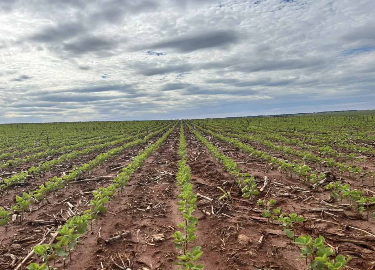 Com solo úmido, plantio da soja atinge 32% da área em MS