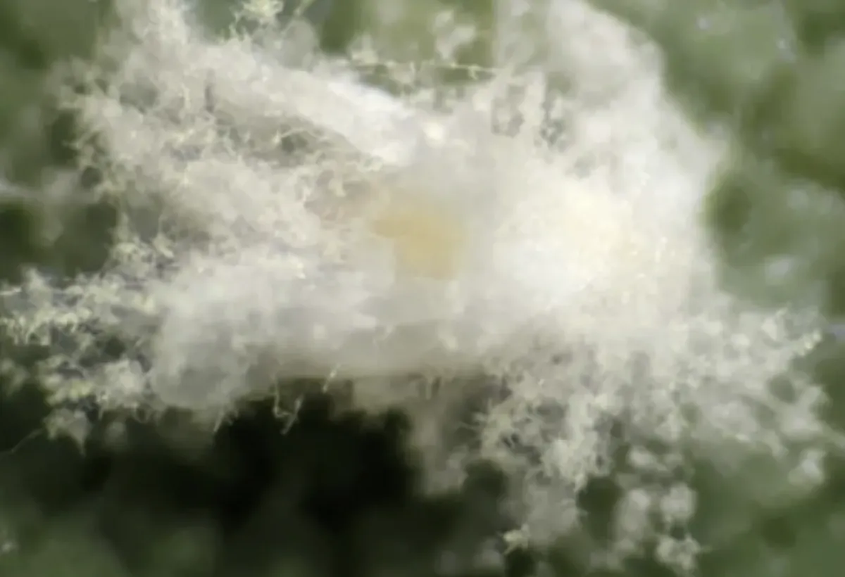 Embrapa patenteia tecnologia para bioinseticidas fúngicos