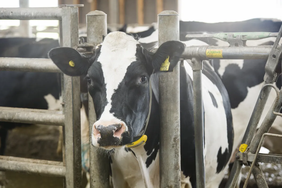 Cio não detectado atrasa prenhez e reduz leite na fazenda