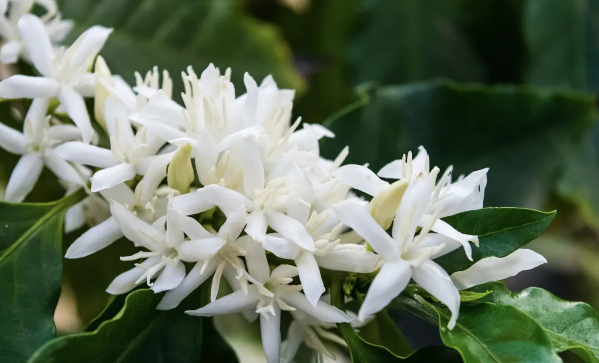 Safra de café 2027/28 abre com boa florada e com alerta de calor