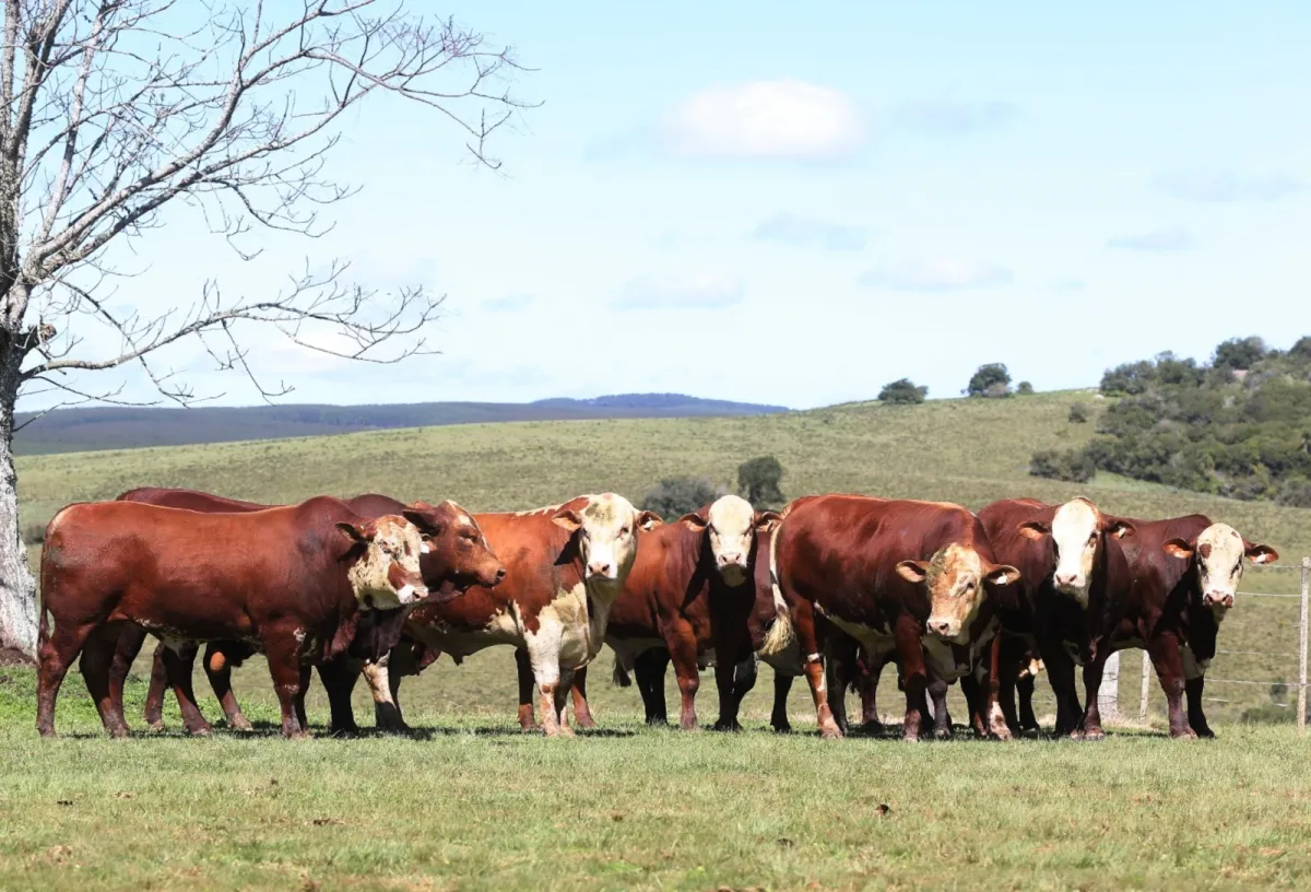 Com calor e umidade controle de parasitas exige atenção no rebanho