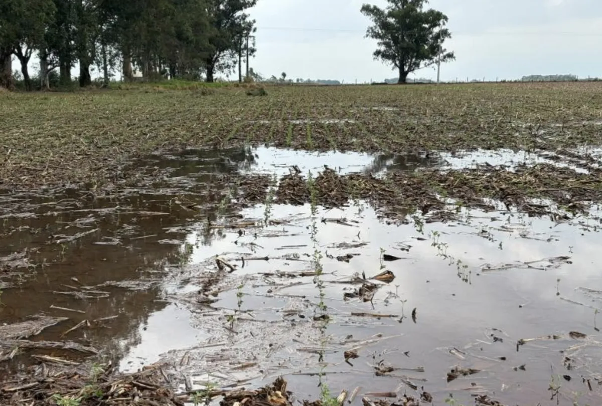 Excesso de chuva exige cautela no plantio de soja em MS