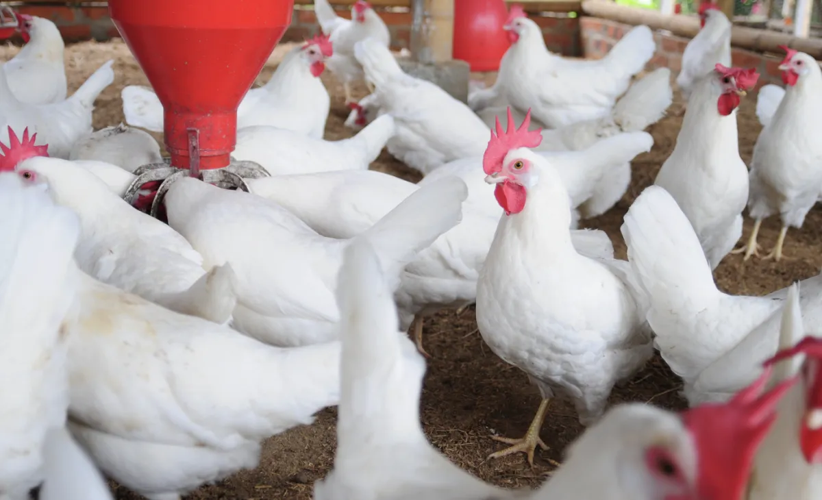 Faesp articula fundo indenizatório para aves e suínos em SP