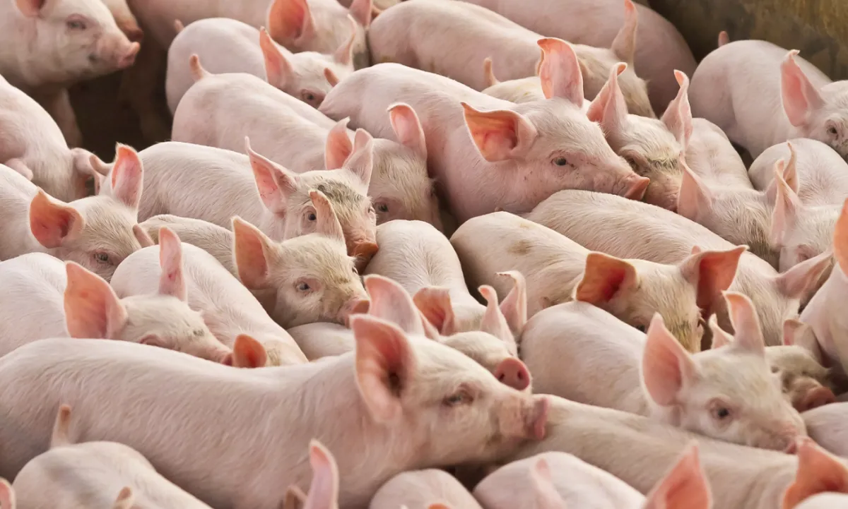 Demanda aquecida e oferta curta elevam cotações do suíno