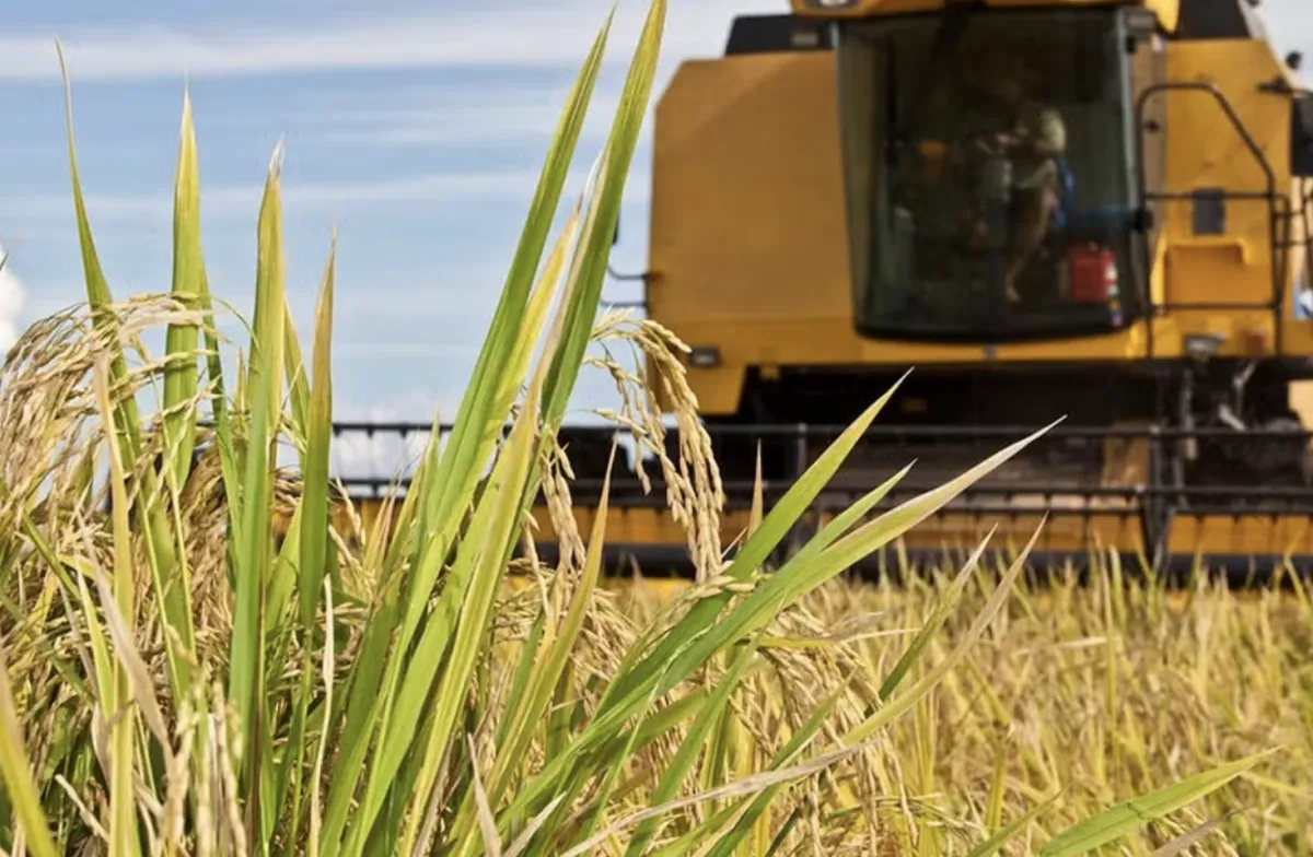 Logística e falta de armazéns limitam lavouras de arroz em MT