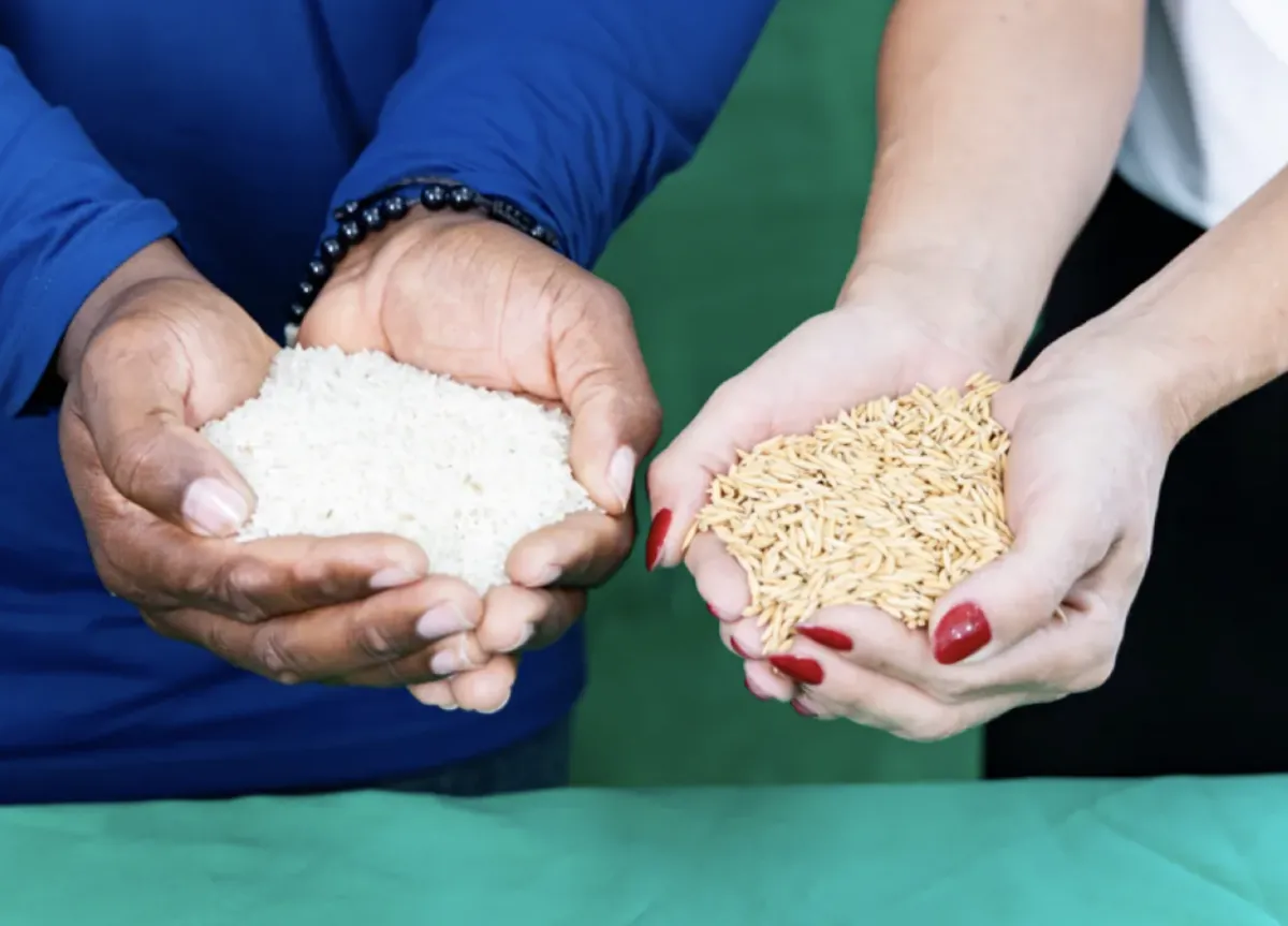 UFLA avança em arroz verde tolerante à seca e sustentável
